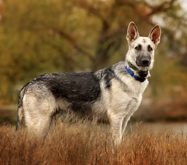 Maxwell, a German Shepherd Dog and Siberian Husky mix tested with EmbarkVet.com