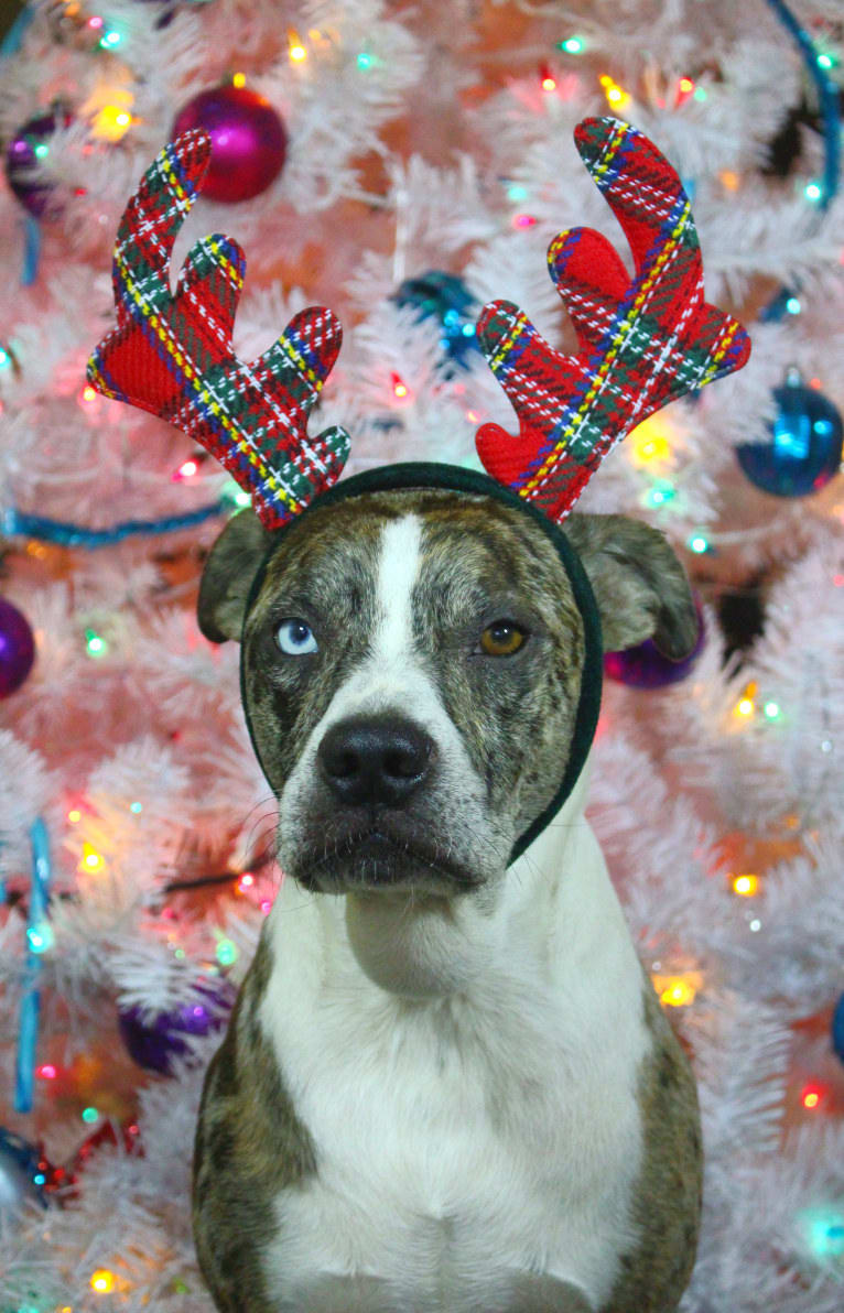 Hammer, a Boston Terrier and Australian Cattle Dog mix tested with EmbarkVet.com