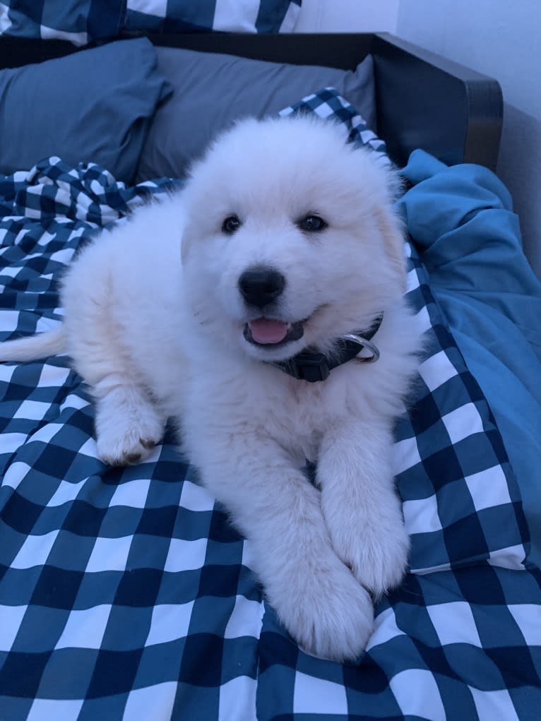 Casper, a Maremma Sheepdog tested with EmbarkVet.com