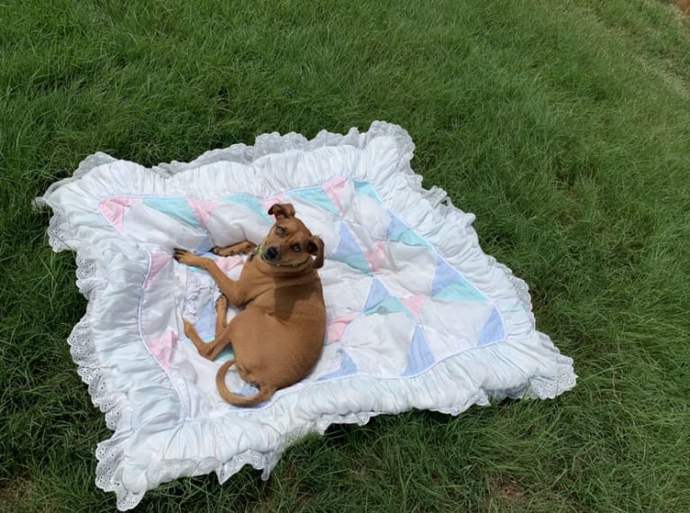 Preston, a Miniature Pinscher and Dachshund mix tested with EmbarkVet.com