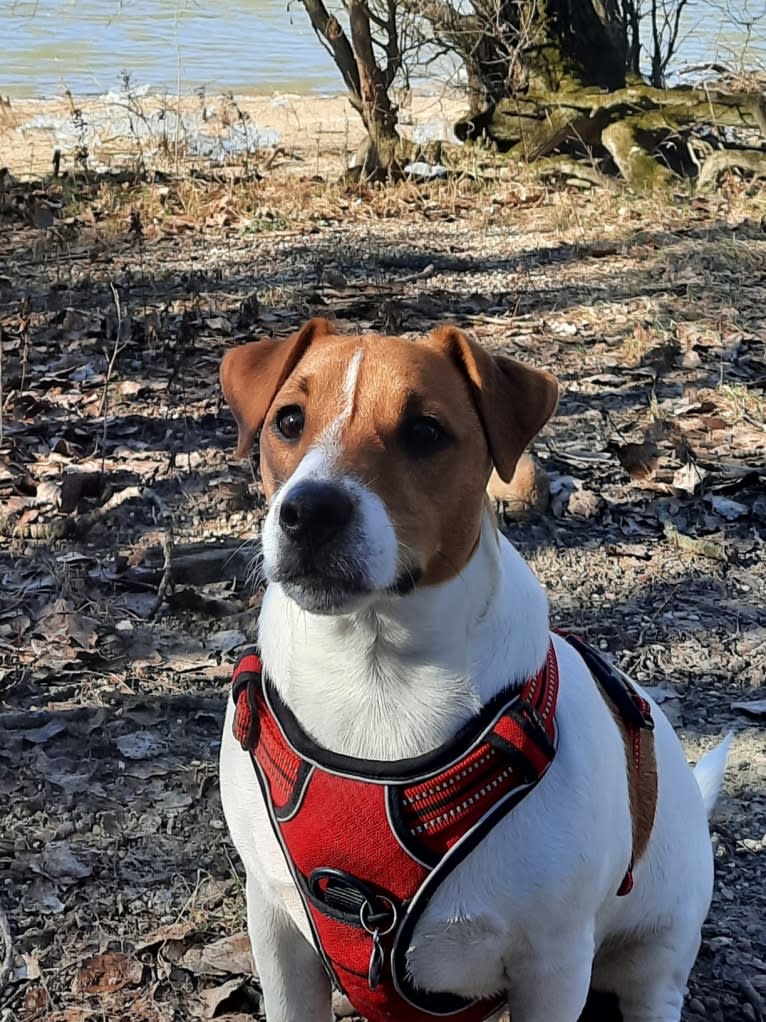 Skippy, a Russell-type Terrier and Smooth Fox Terrier mix tested with EmbarkVet.com