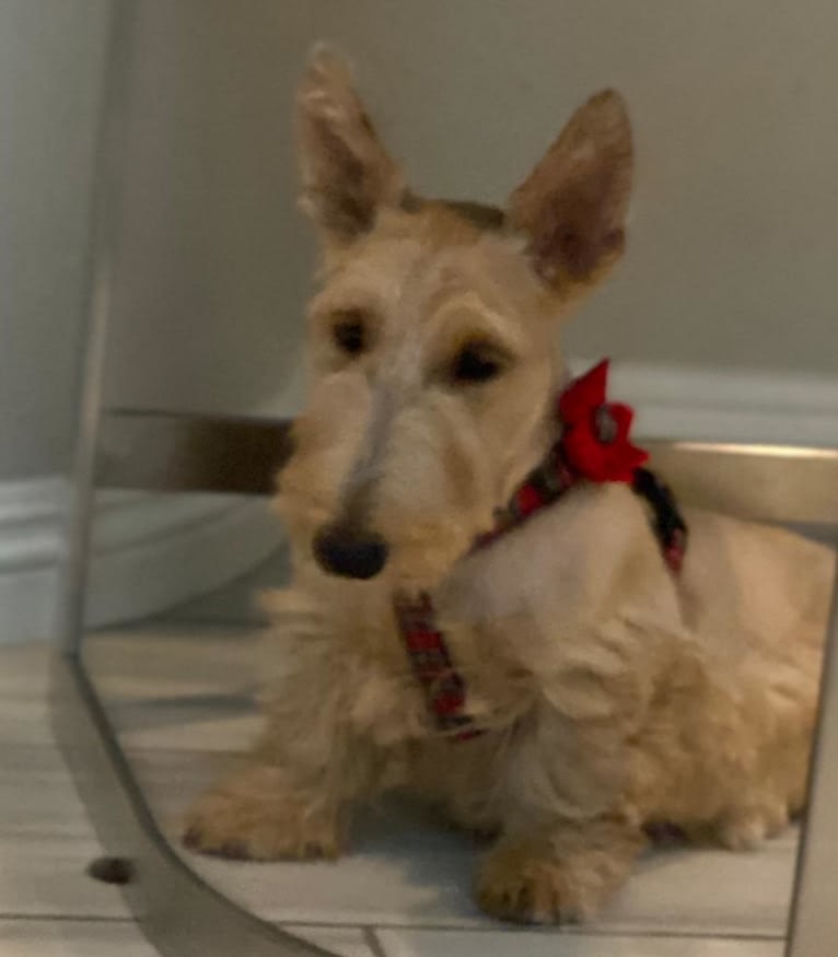 Duchess, a Scottish Terrier tested with EmbarkVet.com