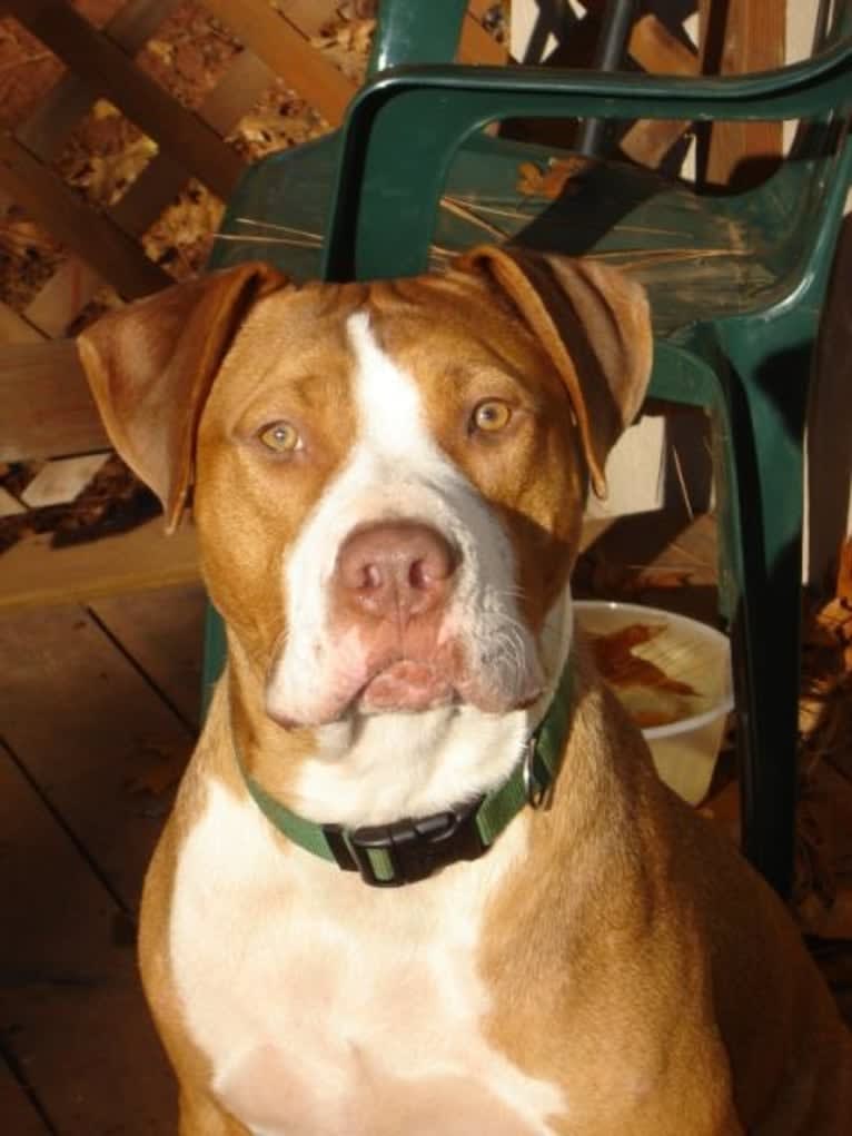 Billy, an American Pit Bull Terrier tested with EmbarkVet.com