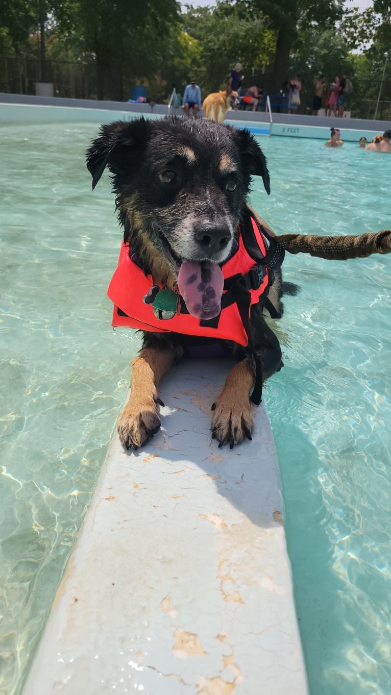 Duke, an Australian Cattle Dog and Chow Chow mix tested with EmbarkVet.com