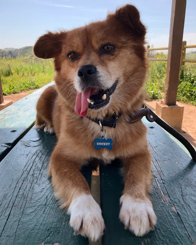 Rocket, a Chinese Village Dog and Pekingese mix tested with EmbarkVet.com