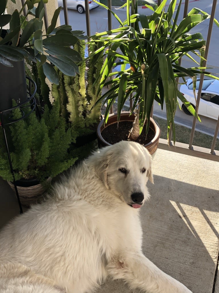 Looney “Chik’in Mini Bandit” Bear, a Great Pyrenees tested with EmbarkVet.com