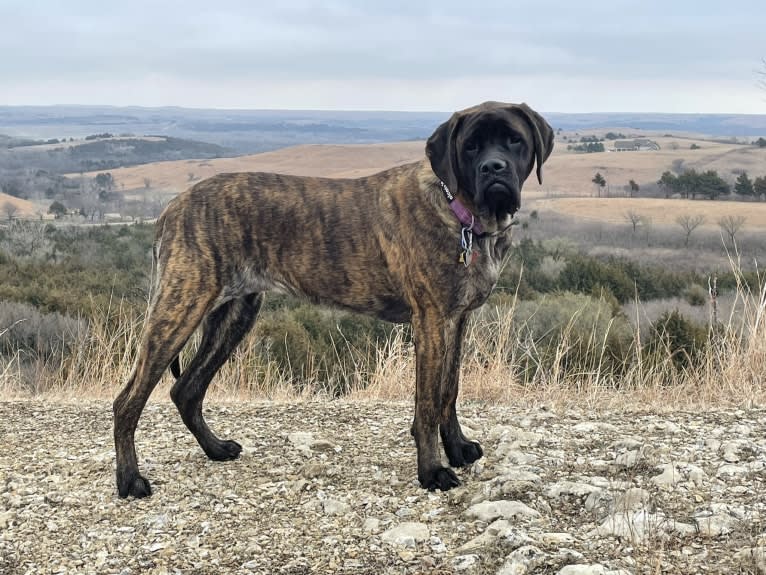 Calliope Jo Prudence Plein, a Mastiff tested with EmbarkVet.com