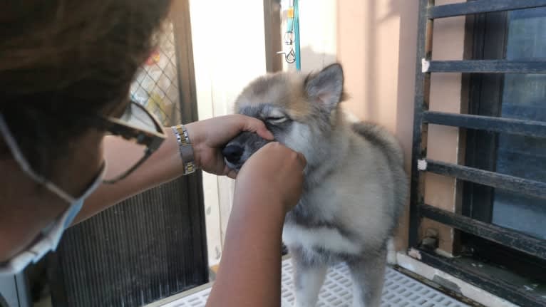 Mira, a Siberian Husky tested with EmbarkVet.com