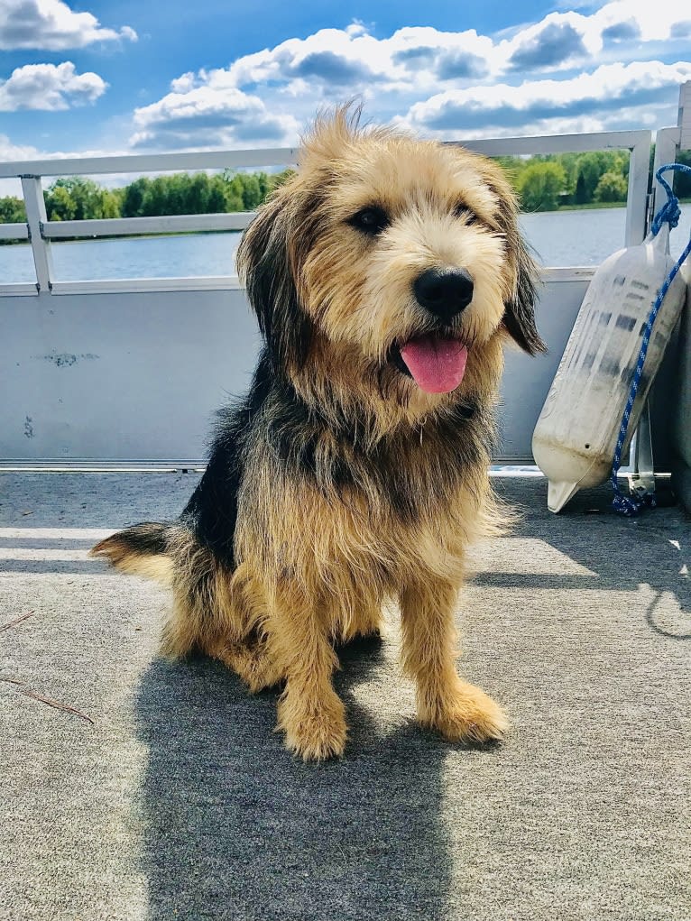 Cooper, a Great Pyrenees and Beagle mix tested with EmbarkVet.com