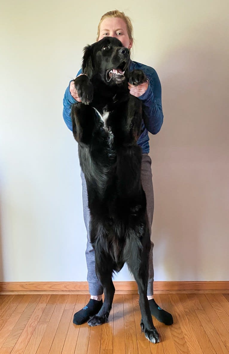 Conway, a Golden Retriever and Great Pyrenees mix tested with EmbarkVet.com