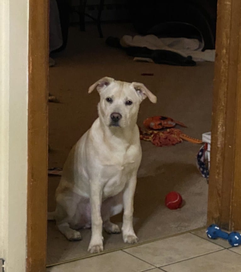 moose, an American Pit Bull Terrier and Labrador Retriever mix tested with EmbarkVet.com