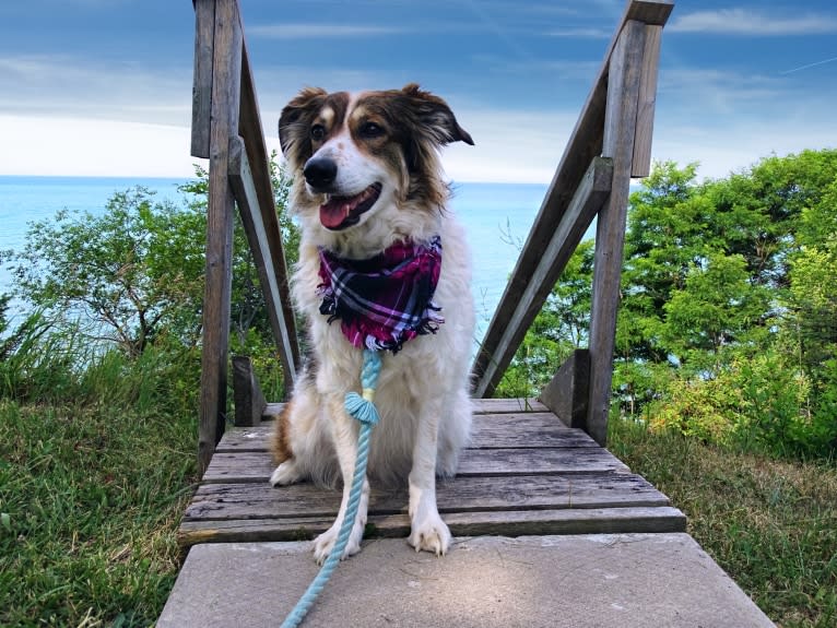 Zoey, a Border Collie and Maremma Sheepdog mix tested with EmbarkVet.com