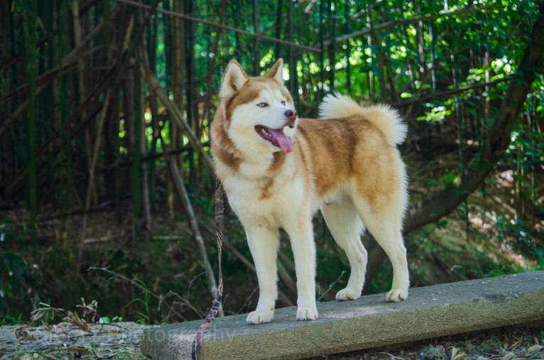 Buck, a Siberian Husky tested with EmbarkVet.com