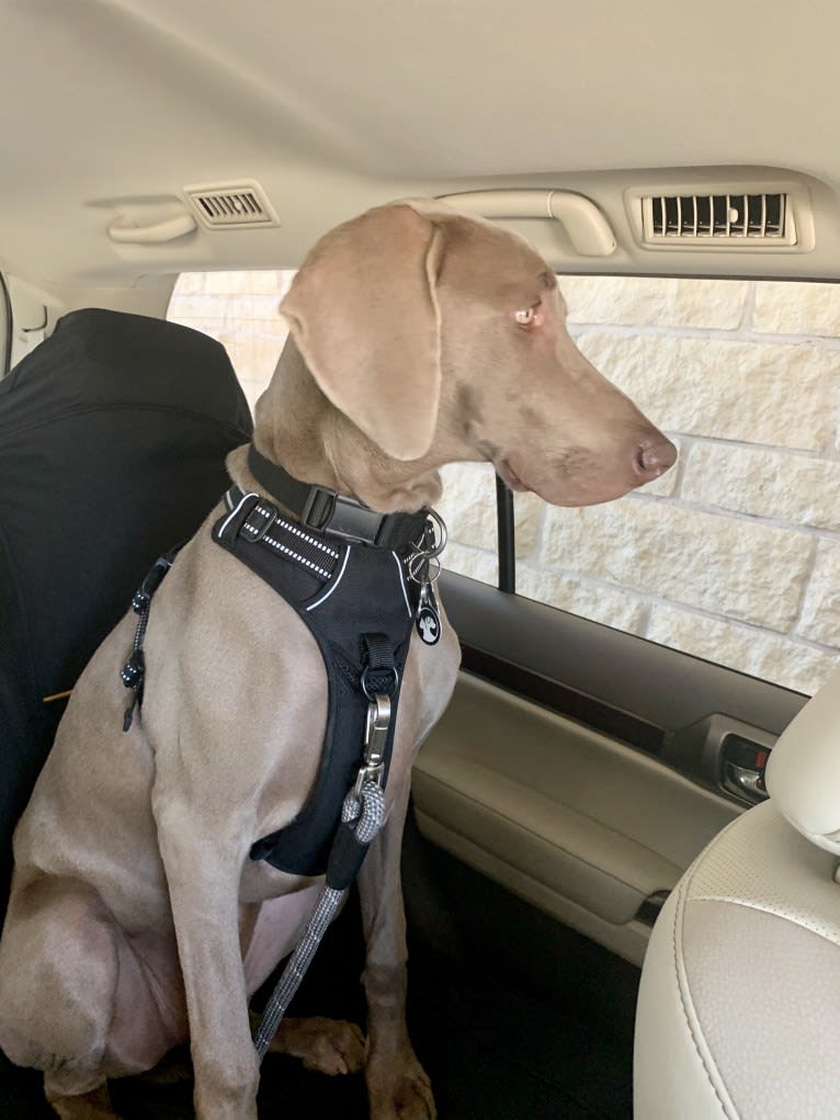 Graycie Treadway, a Weimaraner tested with EmbarkVet.com