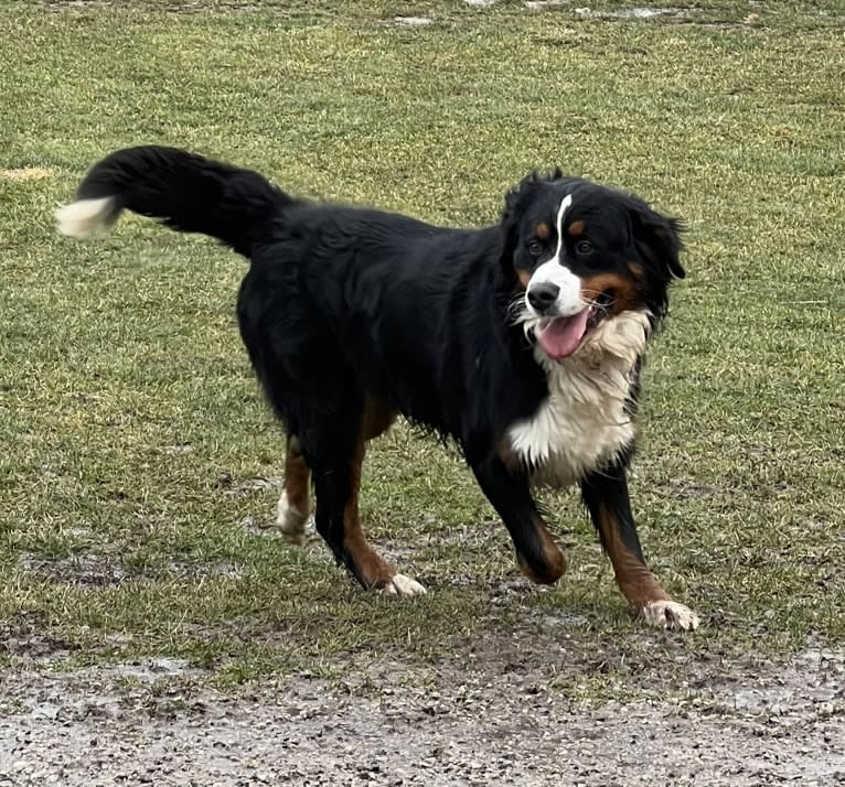 Milo, a Bernese Mountain Dog tested with EmbarkVet.com