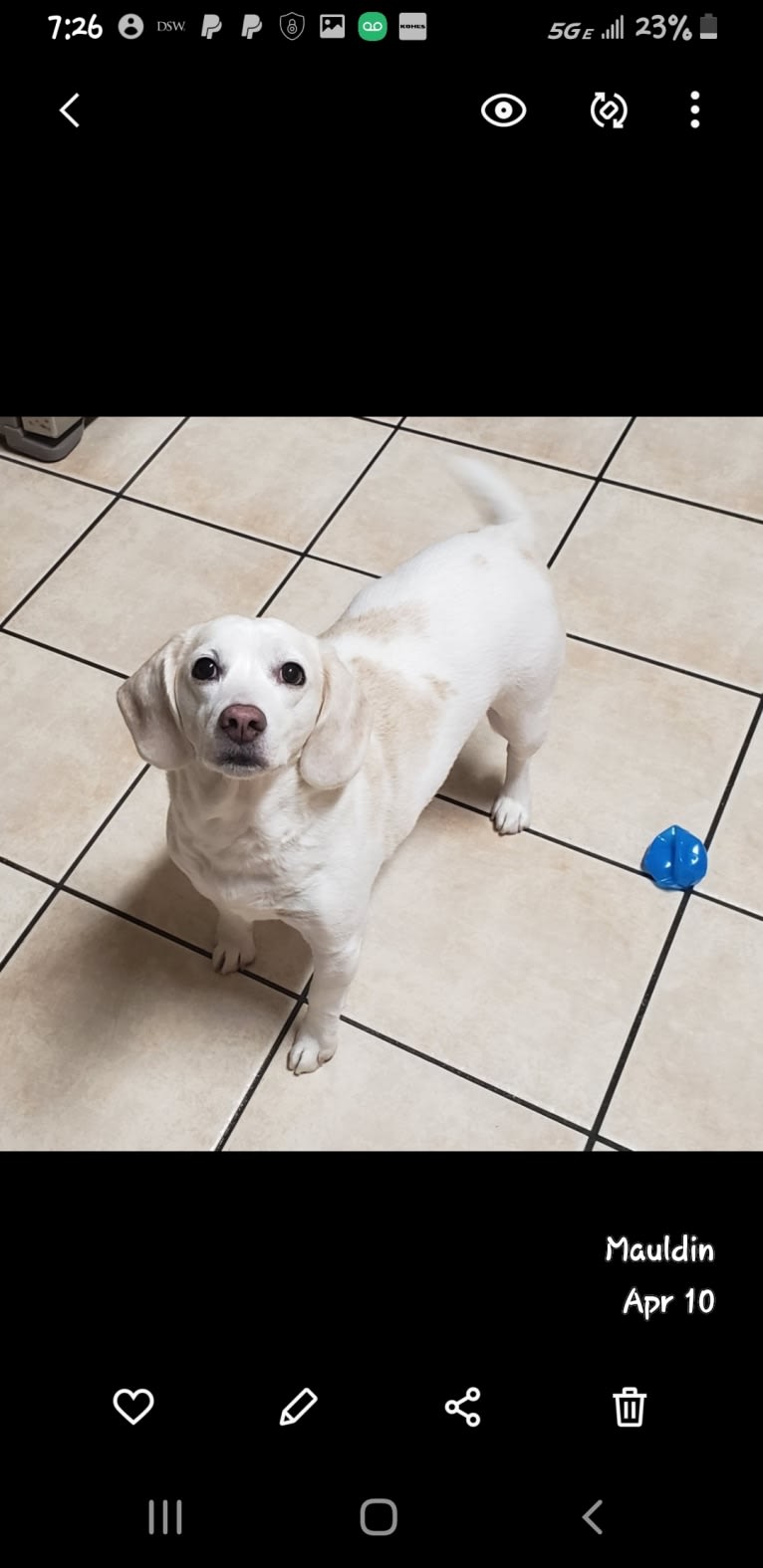 Sweety, a Beagle (5.5% unresolved) tested with EmbarkVet.com