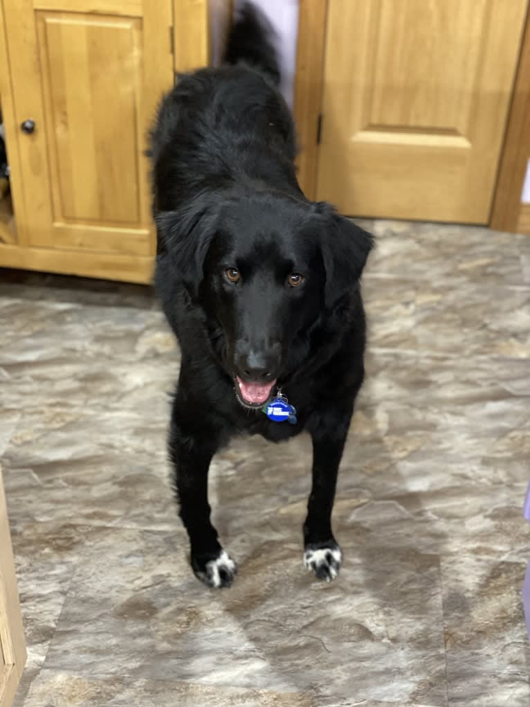 Care Bear Ross, a Labrador Retriever and Australian Cattle Dog mix tested with EmbarkVet.com