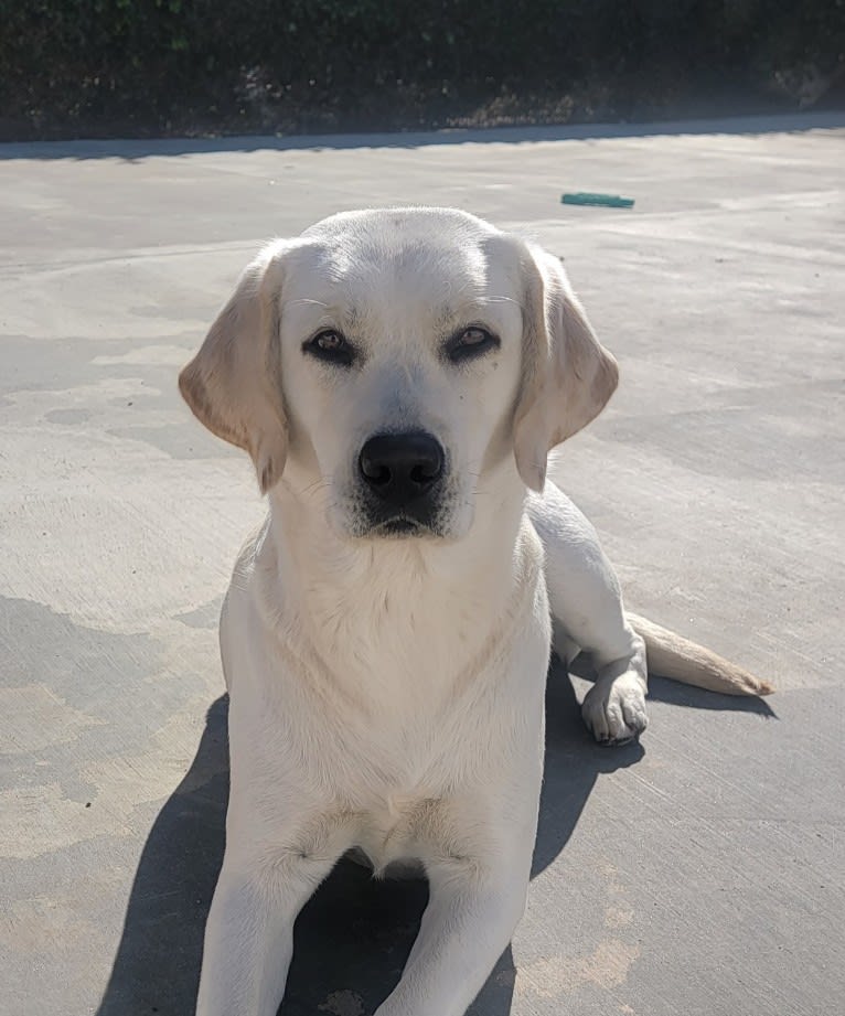 Honey, a Labrador Retriever tested with EmbarkVet.com