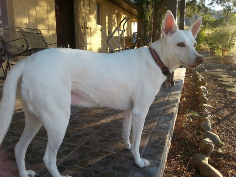 Arizona Horchata Miel de Abeja, an American Village Dog tested with EmbarkVet.com