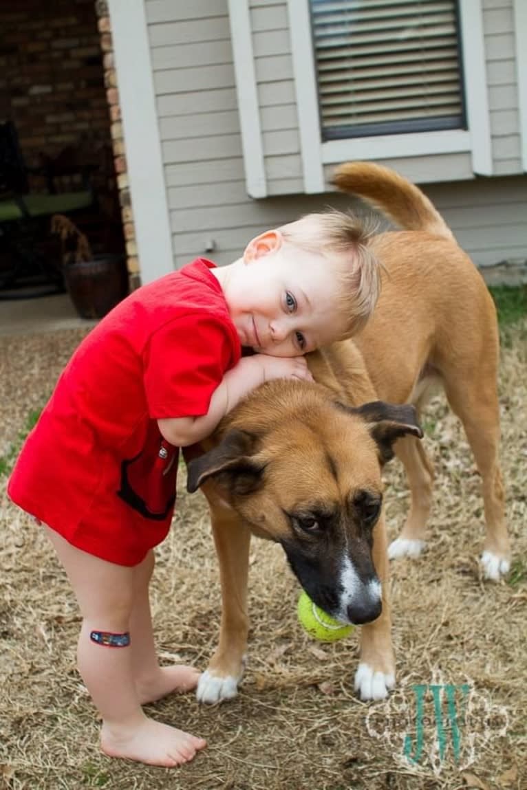 Harley, an American Pit Bull Terrier and Chow Chow mix tested with EmbarkVet.com