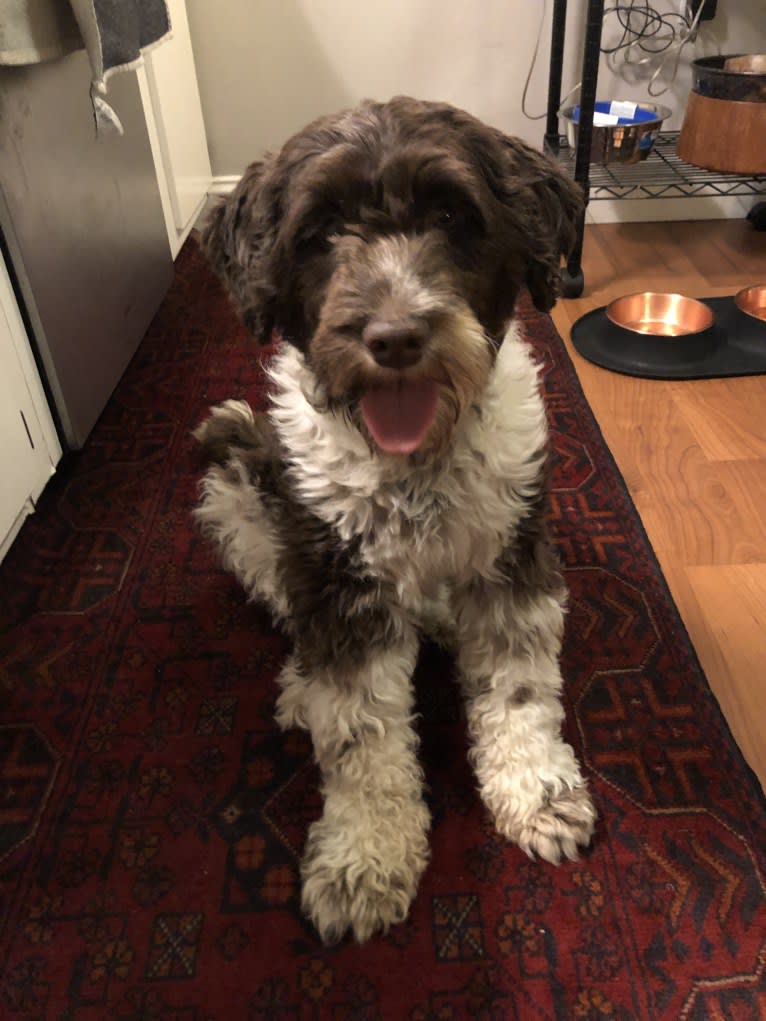 June, a Portuguese Water Dog tested with EmbarkVet.com