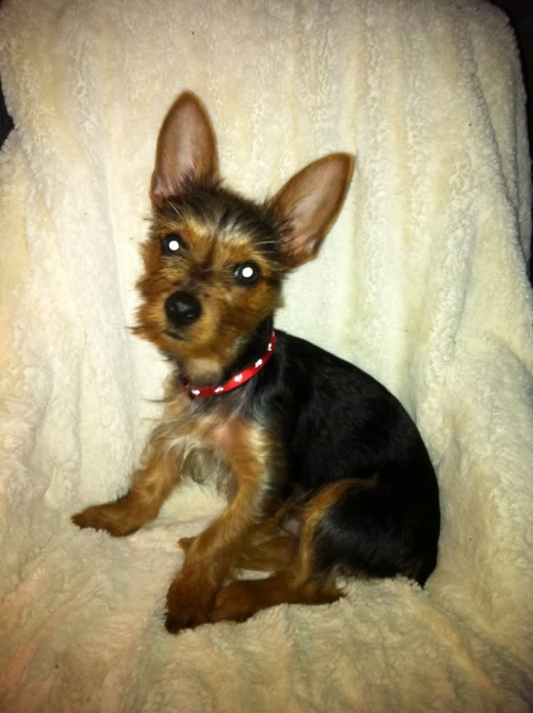 Bently, a Yorkshire Terrier tested with EmbarkVet.com