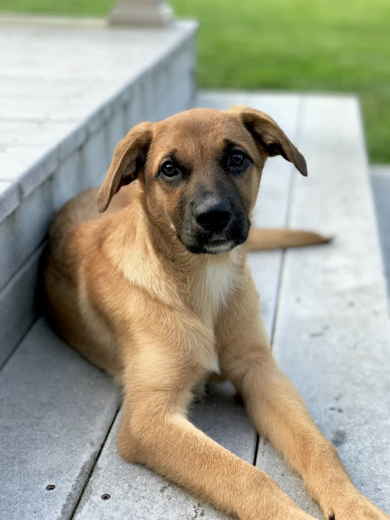 Hildy, a Golden Retriever and Boxer mix tested with EmbarkVet.com