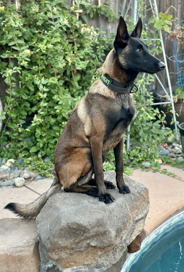 Bandit, a Belgian Shepherd tested with EmbarkVet.com