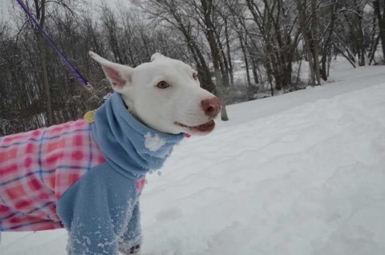 Shakira, an American Village Dog tested with EmbarkVet.com