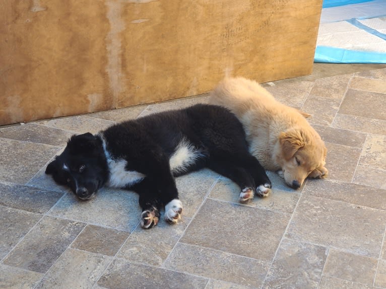 Levi, an Australian Shepherd and German Shepherd Dog mix tested with EmbarkVet.com