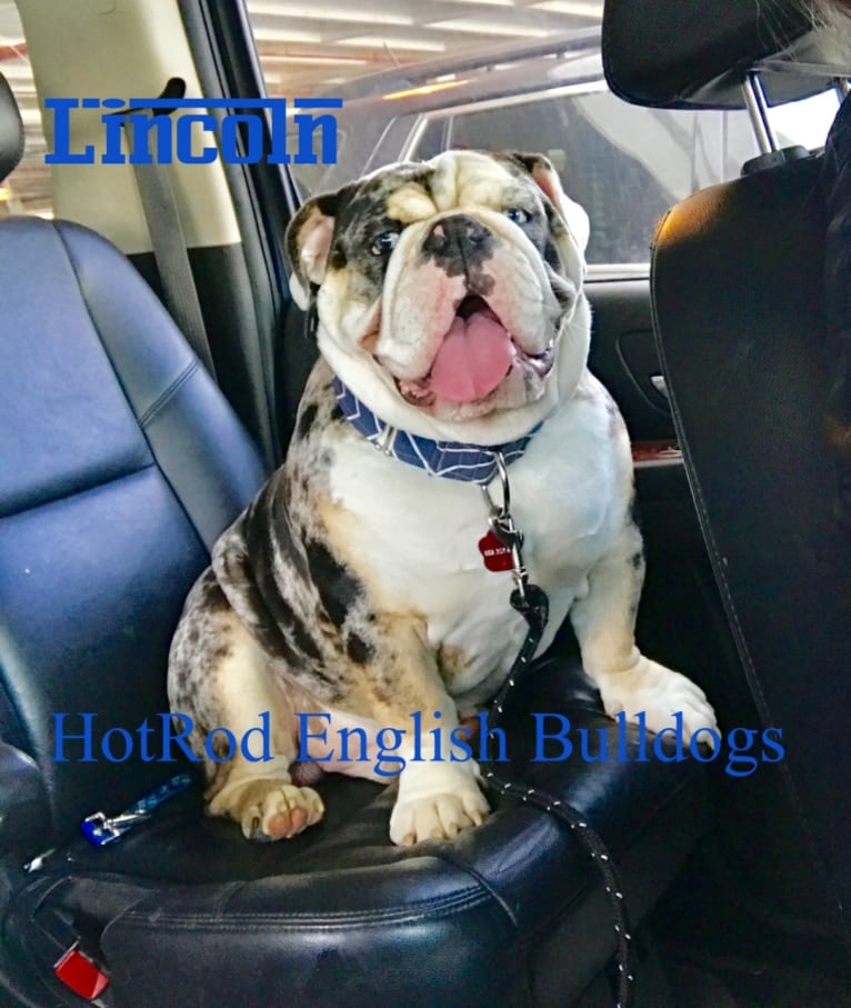 Lincoln of HotRod English Bulldogs, a Bulldog tested with EmbarkVet.com