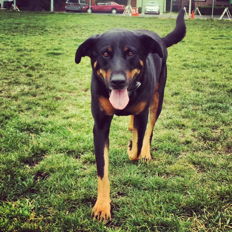 Prim (AKA #bestdogever), a Rottweiler and Labrador Retriever mix tested with EmbarkVet.com