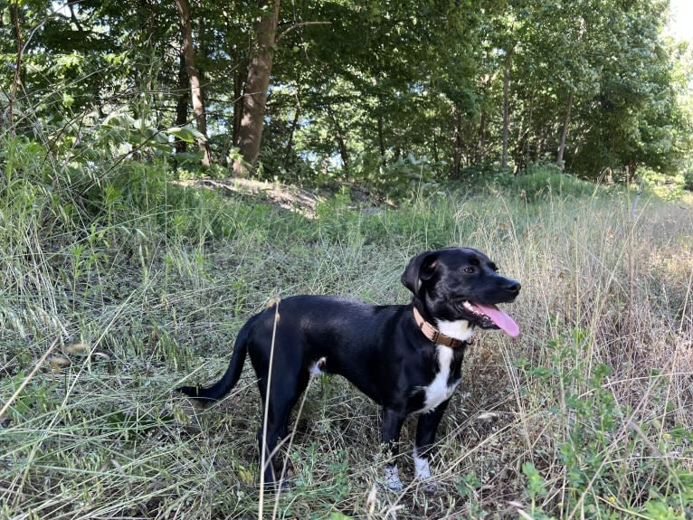 Wexford, a Chihuahua and Dachshund mix tested with EmbarkVet.com