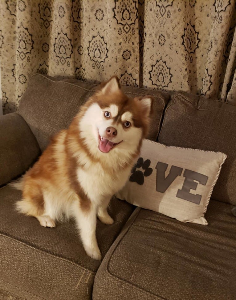 Brooklyn Willow’s  pup, a Pomsky tested with EmbarkVet.com