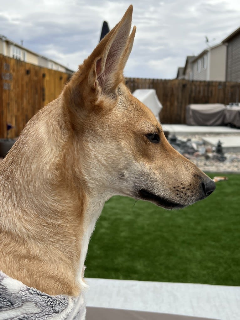 Lady Nala Bear BCF, a Carolina Dog tested with EmbarkVet.com