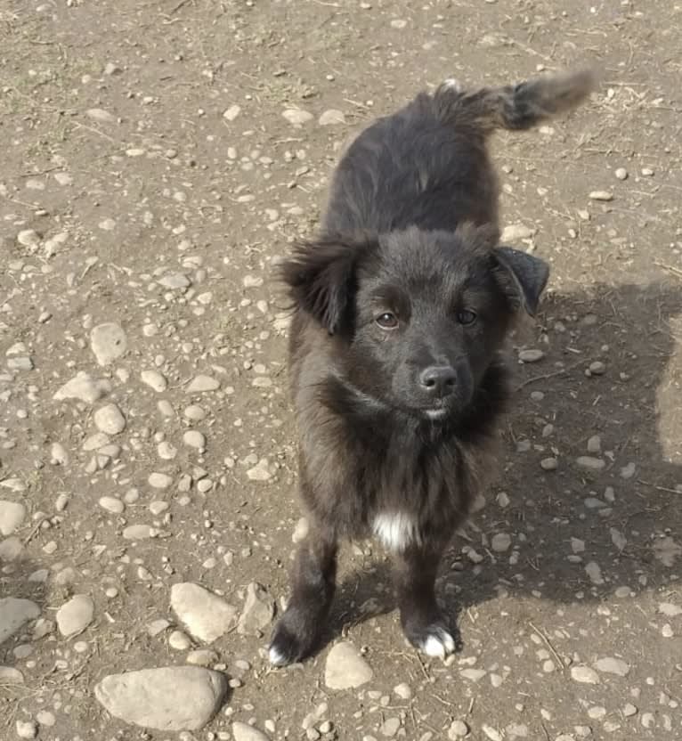 Lulu, an Eastern European Village Dog and Pekingese mix tested with EmbarkVet.com