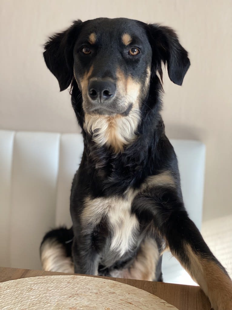 Cashew, a Border Collie and Labrador Retriever mix tested with EmbarkVet.com