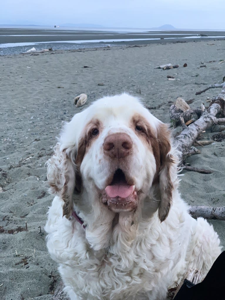 Neil, a Clumber Spaniel tested with EmbarkVet.com