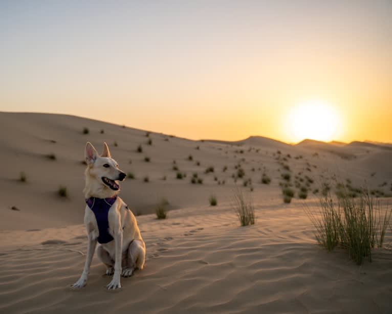 Cody, an Arabian Village Dog tested with EmbarkVet.com