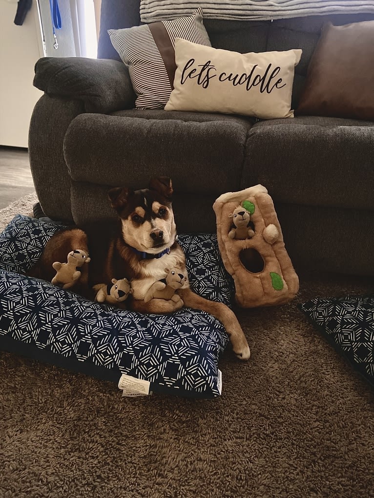 Kayna, a Rottweiler and Chow Chow mix tested with EmbarkVet.com