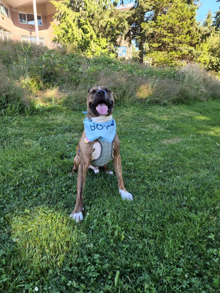 Rosco, an American Pit Bull Terrier tested with EmbarkVet.com