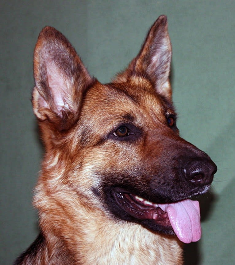 Gypsy Lee, a German Shepherd Dog tested with EmbarkVet.com