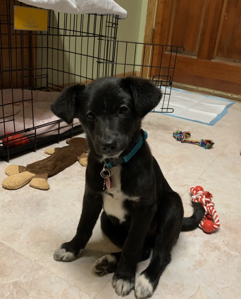 Lily, a Labrador Retriever and Beagle mix tested with EmbarkVet.com