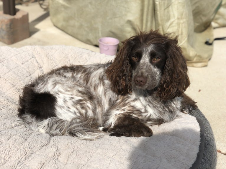 Maisie, an English Cocker Spaniel (Working Type) and English Springer Spaniel mix tested with EmbarkVet.com