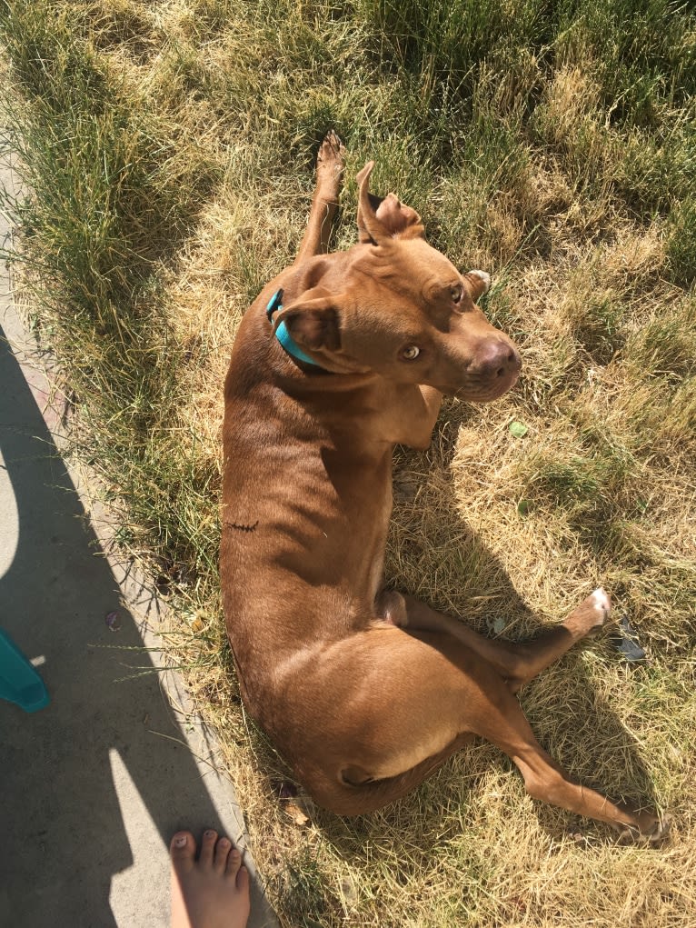 Rory, an American Pit Bull Terrier and Boxer mix tested with EmbarkVet.com