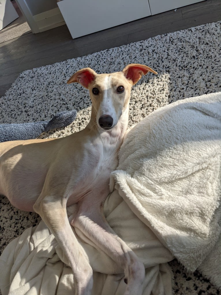 Archie, a Greyhound and Whippet mix tested with EmbarkVet.com