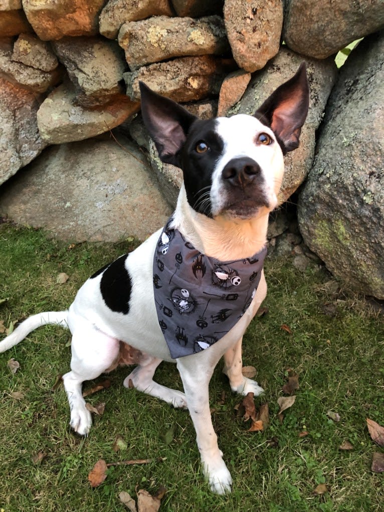 Merlin, an American Staffordshire Terrier and Australian Cattle Dog mix tested with EmbarkVet.com