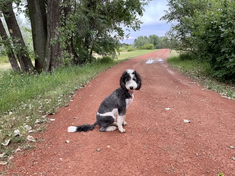 Hattie, a Sheepadoodle tested with EmbarkVet.com