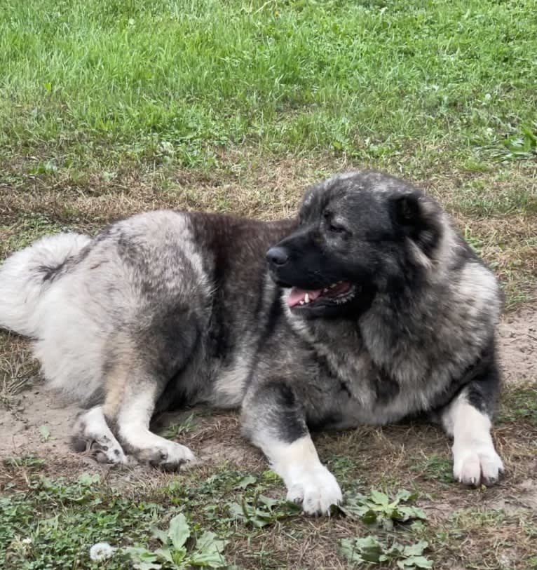 Meeka, a Caucasian Ovcharka tested with EmbarkVet.com