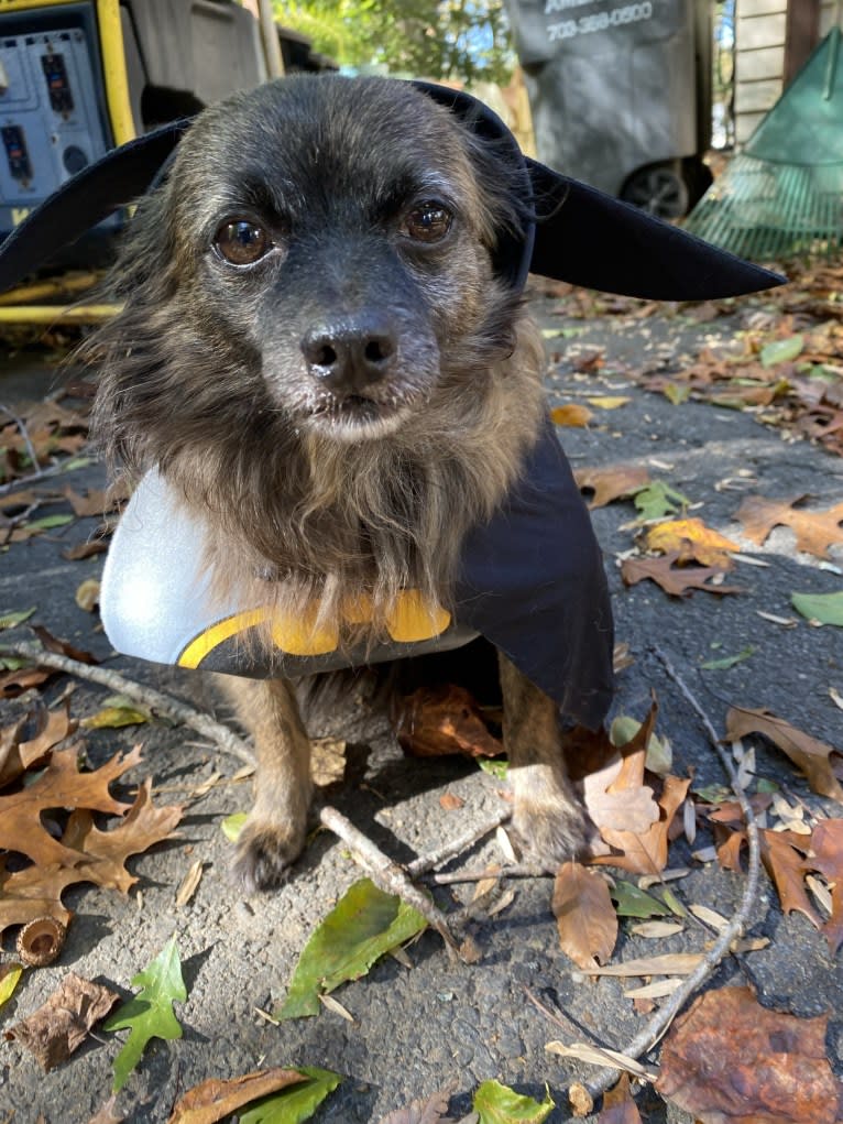 Frankie, a Pomchi (11.5% unresolved) tested with EmbarkVet.com